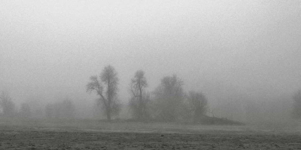 a foggy image of a group of trees in black and white